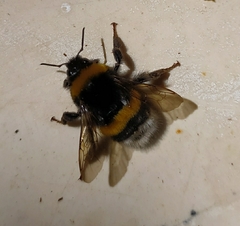 Bombus