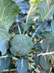 Brassica oleracea
