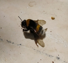 Bombus