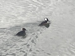 Lophodytes cucullatus