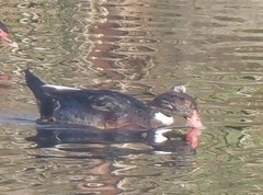 Anas platyrhynchos × Cairina moschata