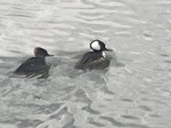 Lophodytes cucullatus