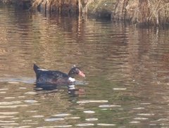 Anas platyrhynchos × Cairina moschata