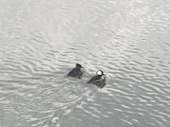 Lophodytes cucullatus