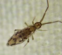 Entomobrya