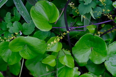 Dioscorea cotinifolia