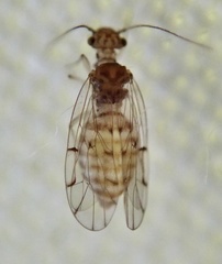 Ectopsocus