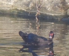 Cairina moschata domestica