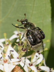 Trichiotinus affinis