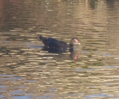 Cairina moschata domestica