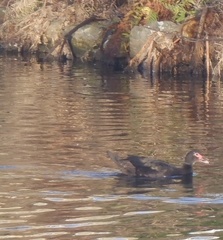 Cairina moschata domestica