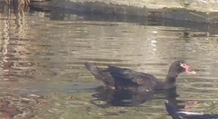 Cairina moschata domestica