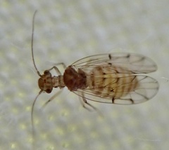Ectopsocus