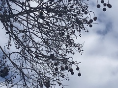 Platanus × hispanica