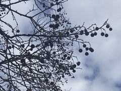 Platanus × hispanica