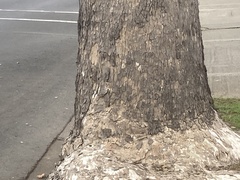 Platanus × hispanica