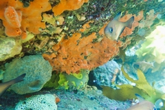 Pempheris klunzingeri