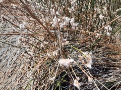 Androtrichum trigynum