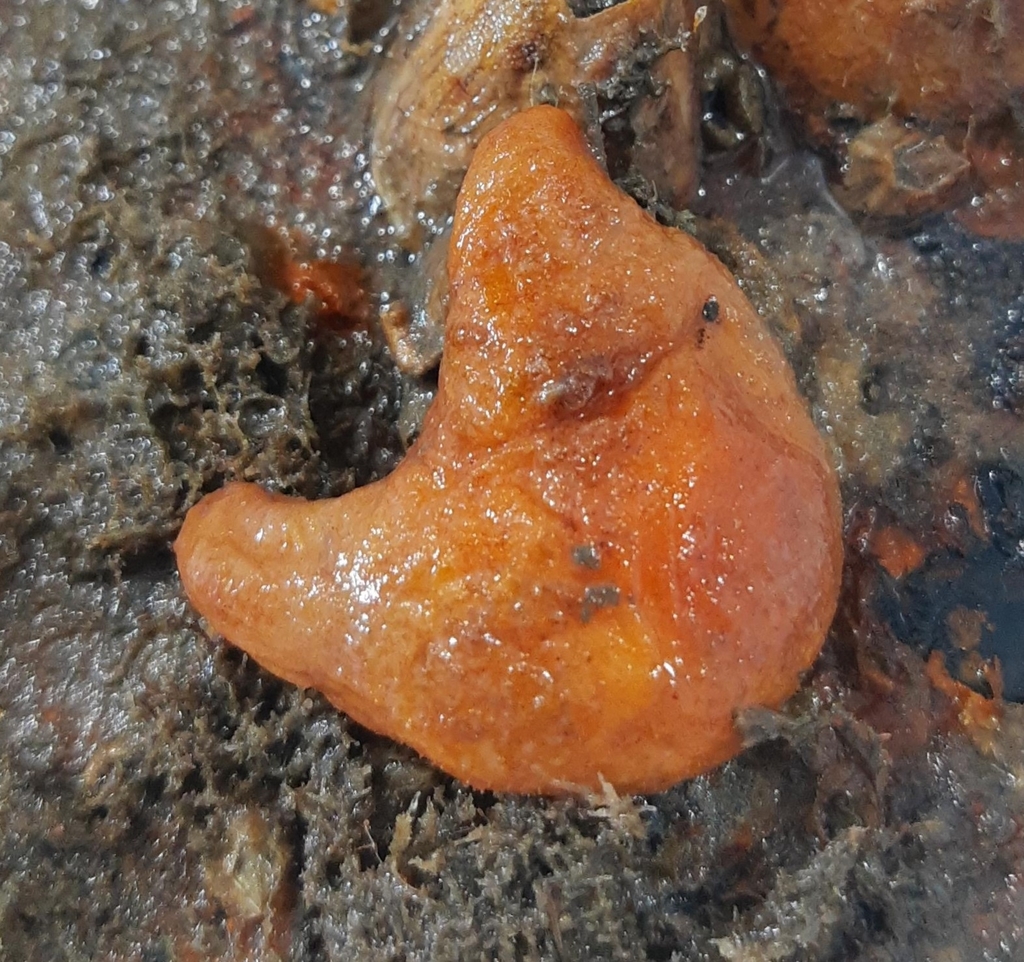 Tunicate
