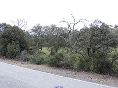 Phillyrea angustifolia