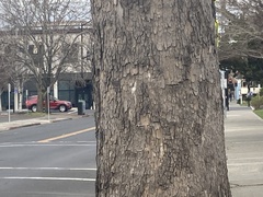 Platanus × hispanica