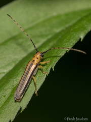 Oberea tripunctata