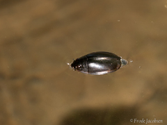 Dineutus ciliatus