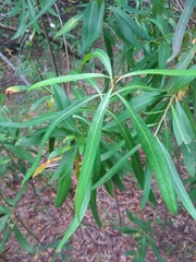 Embothrium coccineum