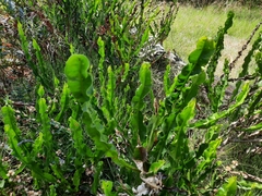 Baccharis jocheniana