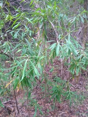 Embothrium coccineum