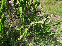 Baccharis jocheniana