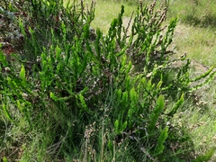 Baccharis jocheniana