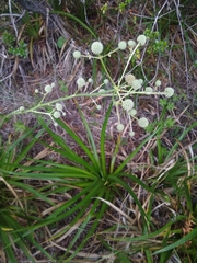 Eryngium paniculatum