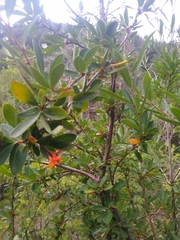Embothrium coccineum