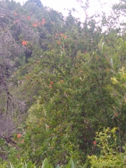 Embothrium coccineum