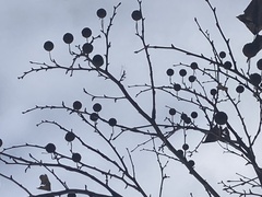 Platanus × hispanica
