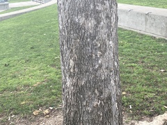 Platanus × hispanica