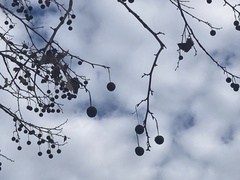 Platanus × hispanica