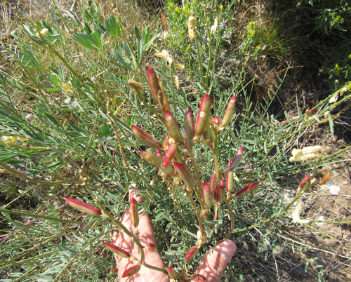 hangingpod milkvetch (Astragalus atropubescens)