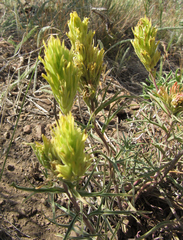 Castilleja flava