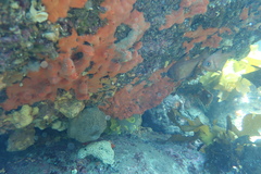 Pempheris klunzingeri