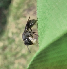 Synoeca septentrionalis