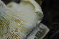 Lactarius acerrimus