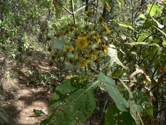Rumfordia floribunda