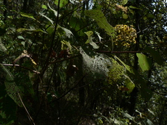 Rumfordia floribunda