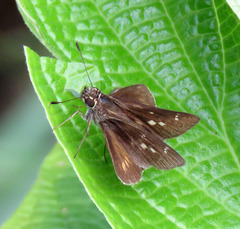 Vehilius stictomenes stictomenes