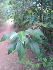 Aristotelia chilensis