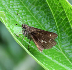 Vehilius stictomenes stictomenes