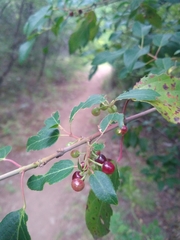 Aristotelia chilensis