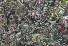 Ramphomicron microrhynchum